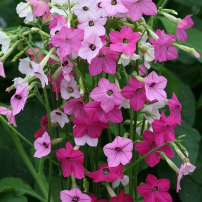 Picture of Nicotiana - Whispers